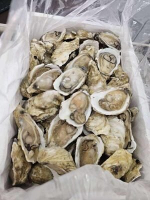 75913044a93fb5cb0412a8f8a7393ff1bc5b754b8b88583a46d4dbb573aa4714.jpeg Halfshelf Oyster #生蚝 L size